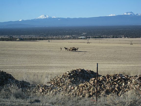 Elk near 12377 SW Reif Road