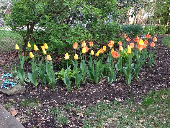 Springtime Tulips