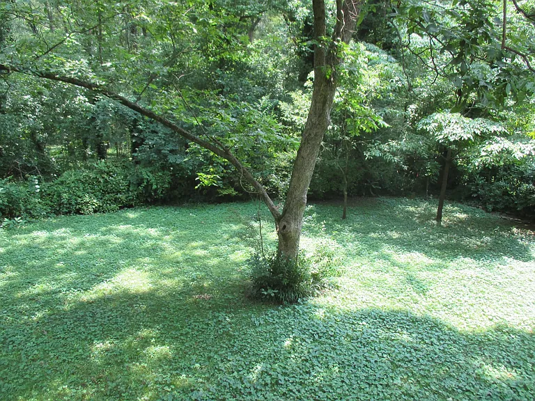 View from deck to back yard