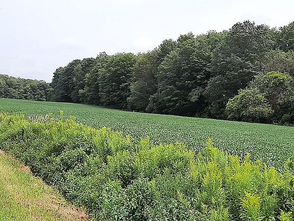 This is a photo of both Lots