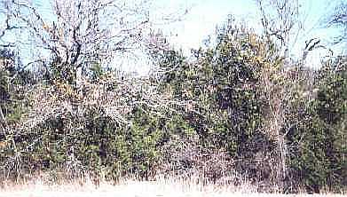 2nd image of 2507 White Oak Trl