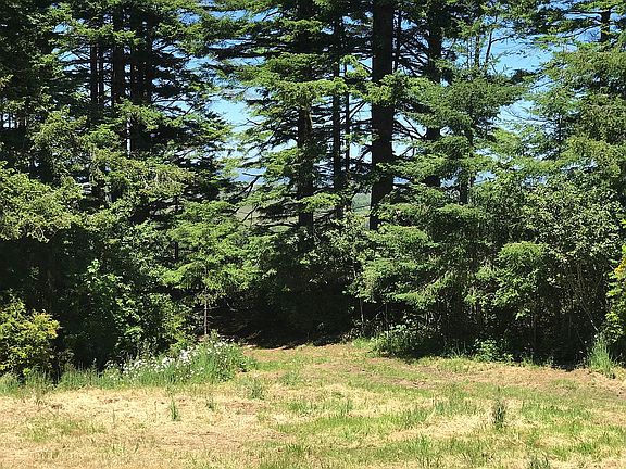 Ocean view thru the trees