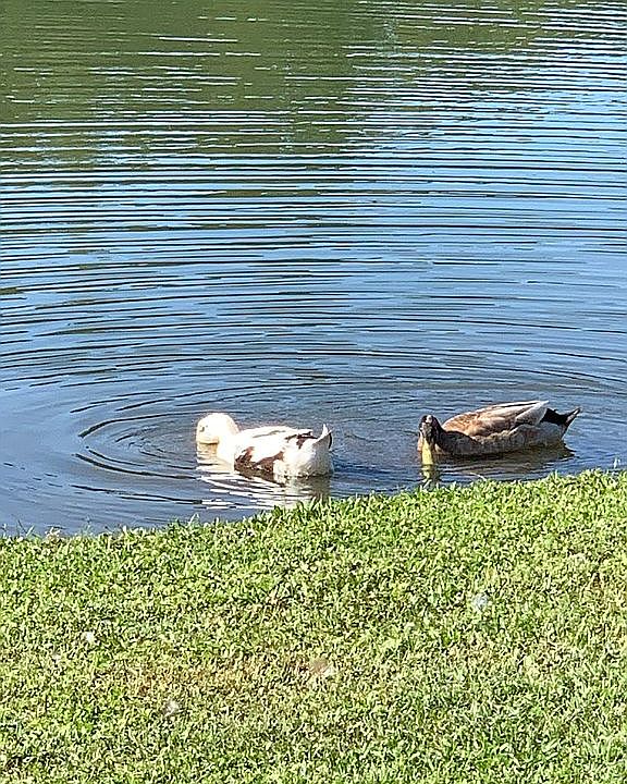 Community Ducks