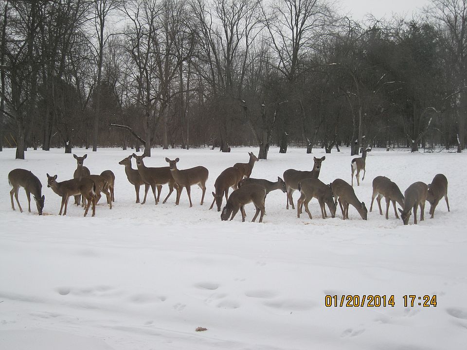 1st image of 11770 Park Forest St