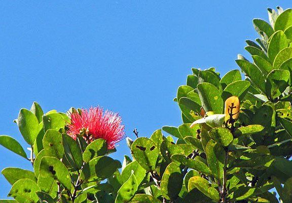 Lehua on Lot 45.