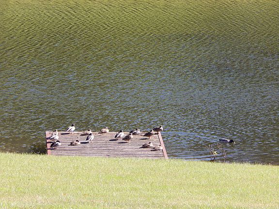 Ducks on the Dock!