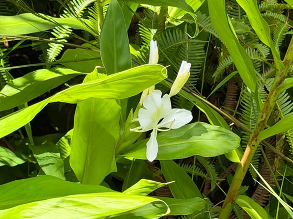 Ohialani Rd Lot 57, Volcano, HI 96785