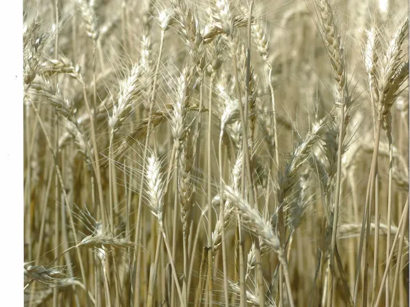 L Rd, Leoti, KS 67861