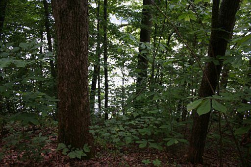 2nd image of Oak Ln
