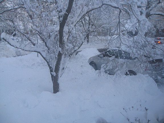 Front yard Dogwood tree bowing with extreme snow circa January 15, 2011