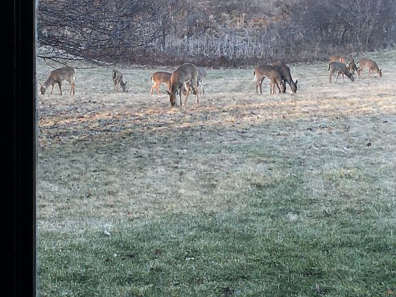 Deer in front yard 