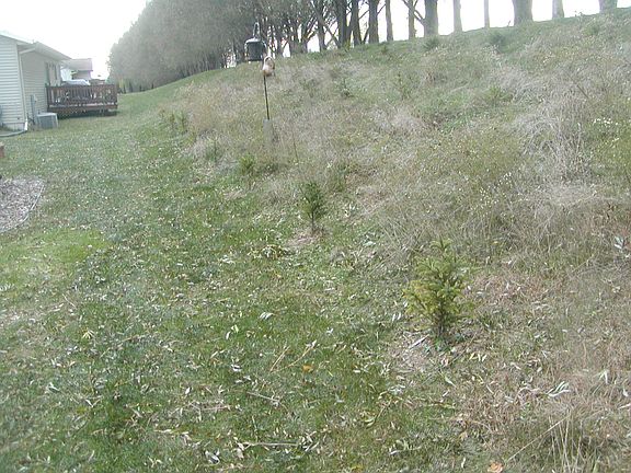 white spruce planted (spring