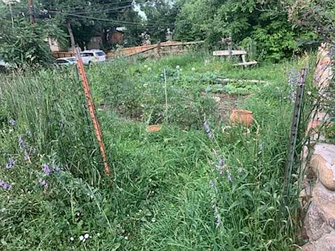 Garden area - a bit of a weed-fest, but planted in the middle by the upstairs tenants. Plenty of space for more to be planted.