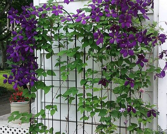 Clematis, well established