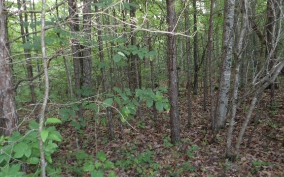 4th image of 0 Hilltop Ln Lot 308