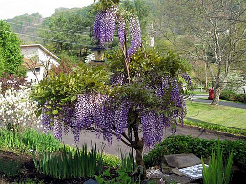 Wisteria tree