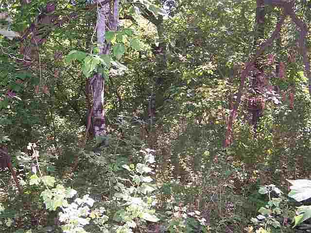1st image of 9A Pine Ct #33