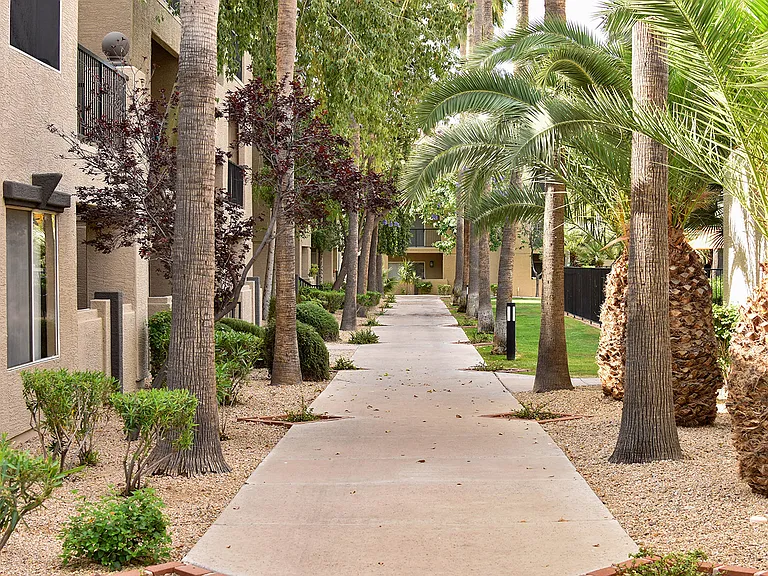 Tree-lined sidewalk