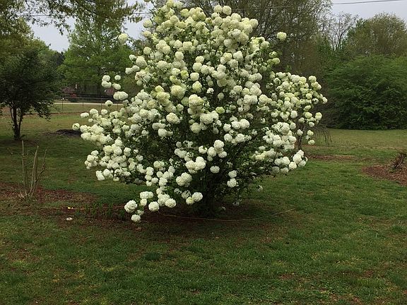 15 year Snowball Bush