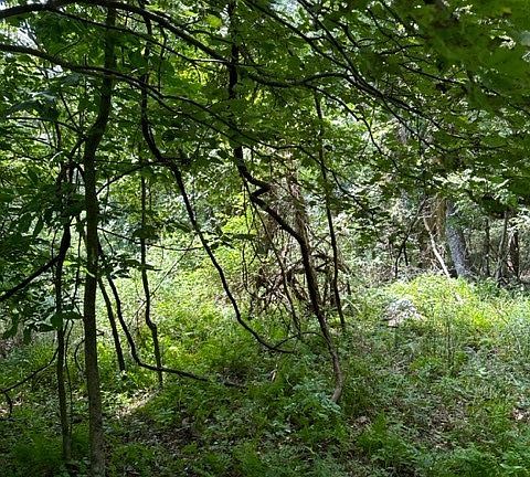 3rd image of TBD Black Rock Mountain Rd.