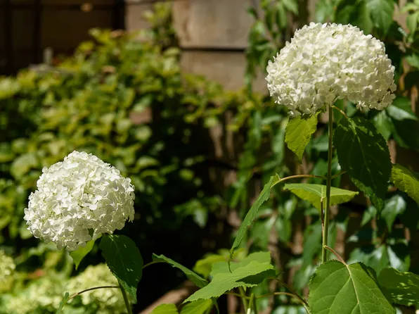 62 Wyckoff Street image 30 of 294