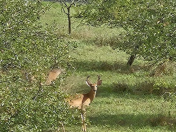 Apple Orchard