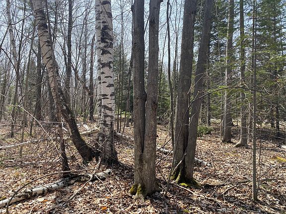 5th image of Birchwood Dr