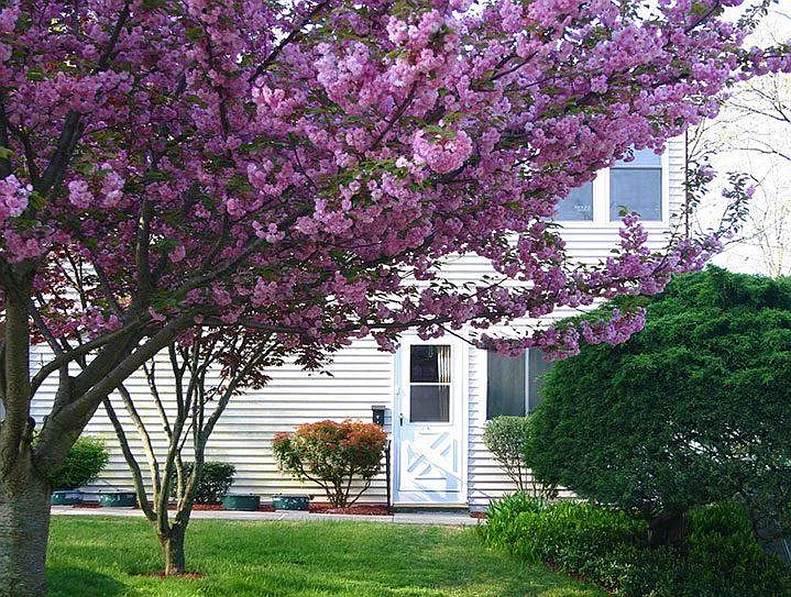 55+ Community - Springvale Apartments — Photo 7
