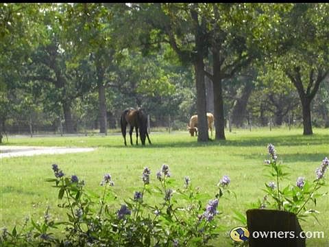 Horse in front field