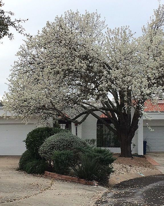 Street View Spring
