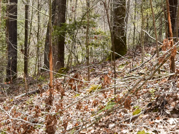 1897 Laurel Creek Rd, Vanceburg, KY 41179