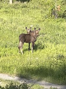 3975 Suzy Dr, Wolf Creek, MT, 59648