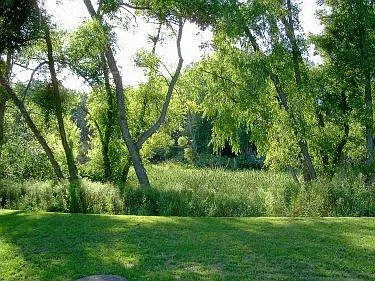 Marsh Teeming with Wildlife