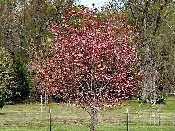 Pink dogwood, 10 years old
