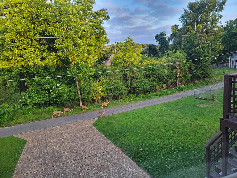 Deer roaming the alley off the creek which the apt faces
