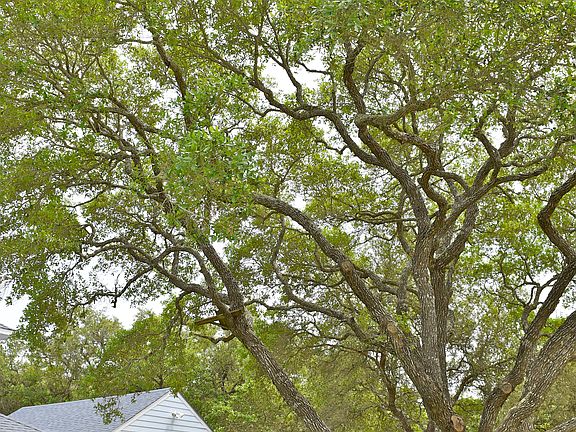 Beautiful Live Oaks Abound