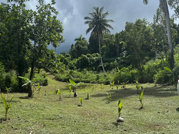 Bo Abras Carr 821 Kmhm #7.3, Corozal, PR 00783
