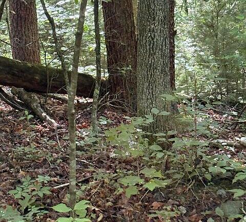 4th image of LOT 4 Old Furnace Rd