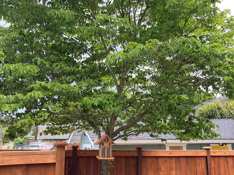 709 N Cedar St — Photo 33