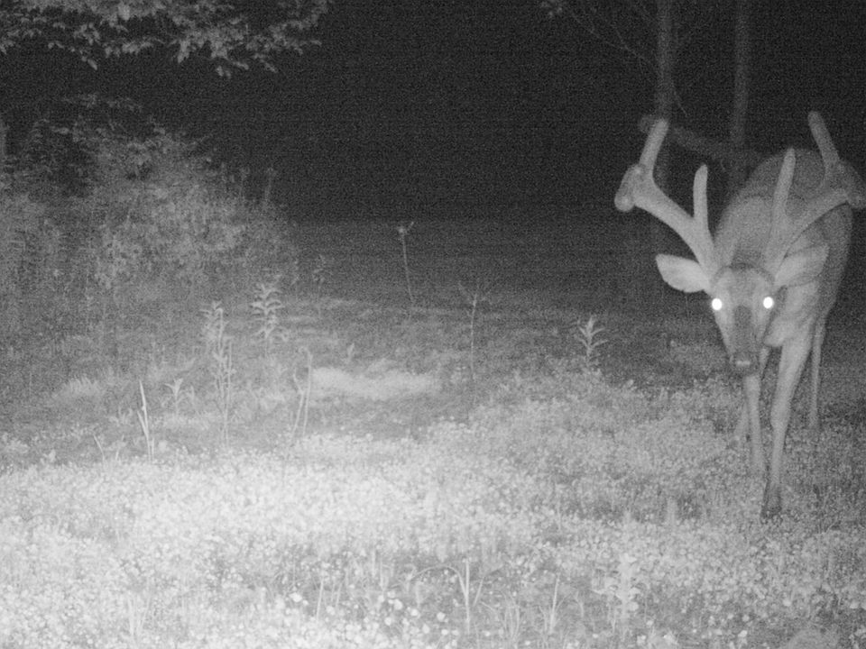 Mature Bucks to Hunt