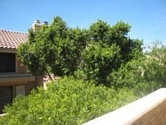 Lots of trees - green and peaceful setting