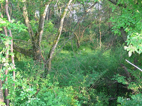 more creek area