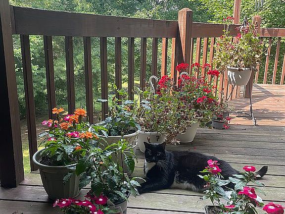 Back deck