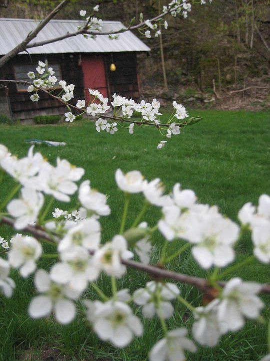 The back yard looking through the plum tree