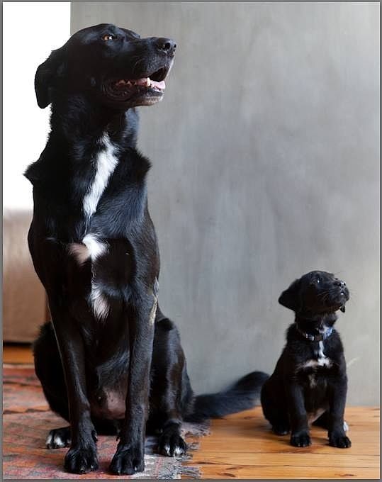 No wieght limit on your pet (2 pets per apartment though)