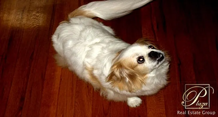 Rented by Plaza Real Estate Group | media 2