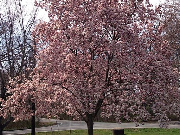 Front yard in spring 