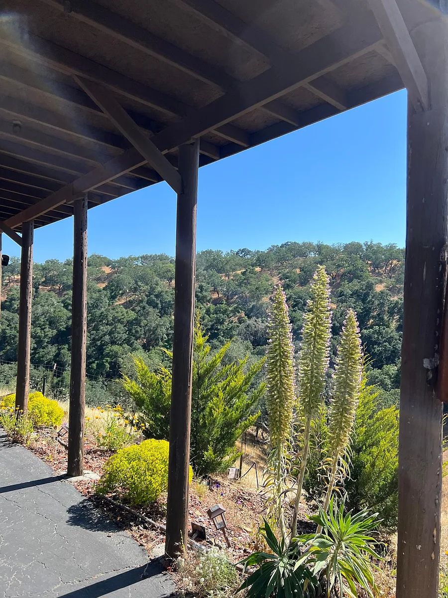 view off carport of Long Valley which is an exclusive high end neighborhood very quiet with a 200 acre pristine oak forest backyard area - 10775 Santa Ana Rd