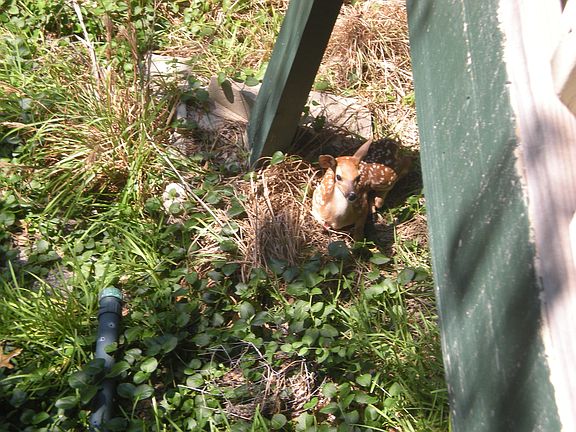 Bambi