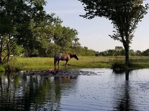 10007 County Road 168, Alvin, TX 77511
